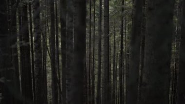 Kara çam ağacının eteklerinde dramatik siyah ağaç gövdeleri Karpatya dağları ormanlarında. Pinewood 'da yürüyorum. Doğal ulusal park ya da odun, gizemli ve gizemli bir geçmişi var. Yüksek kalite 4k görüntü