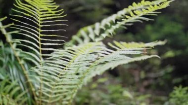 Yeşil eğreltiotu yaprakları, makro yaban hayatı, Karpat Dağları ormanlarındaki doğal ekosistem ortamı. Taze arka plan eker. Eğreltiotlarının dokusu. Yüksek kalite 4k görüntü