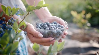Woman holding blueberries on garden background. Rich blackberry harvest. Fresh ripe organic berries - great bilberry plant. Diet, antioxidant, healthy vegan food. Bio, organic nutrition. High quality