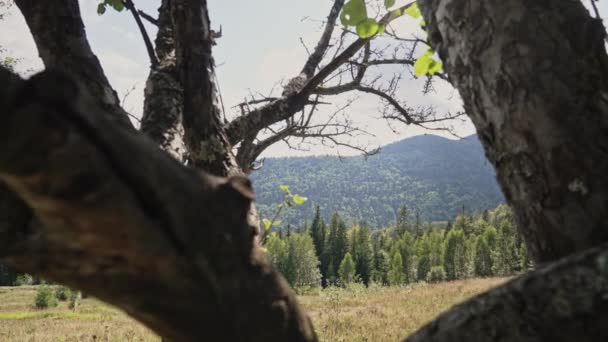 ウクライナのカルパティア山脈への木の枝の間で素晴らしい景色 牧歌的な 穏やかな背景 リラクゼーション 惑星の美しさ 旅行のコンセプト 高品質4K映像 — ストック動画