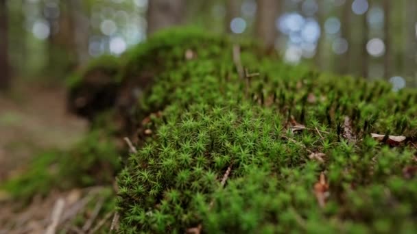 Musgo Verde Forma Estrella Cerca Musgos Superficie Madera Registro Hermoso — Vídeo de stock