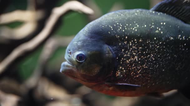 Drapieżne Głodne Słodkowodne Pirańskie Ryby Pływające Rzece Dżungli Ameryki Południowej — Wideo stockowe