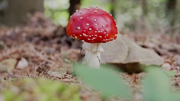 Una Sola Mosca Venenosa Alucinógena Agárica Con Casquetes Color Rojo — Vídeo de stock