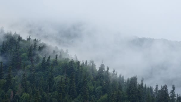 浓雾下的森林 多雾的秋晨 平静的背景 美丽的乌克兰 自然的概念 多雾的喀尔巴阡山脉上覆盖着云杉树 高质量的4K镜头 — 图库视频影像