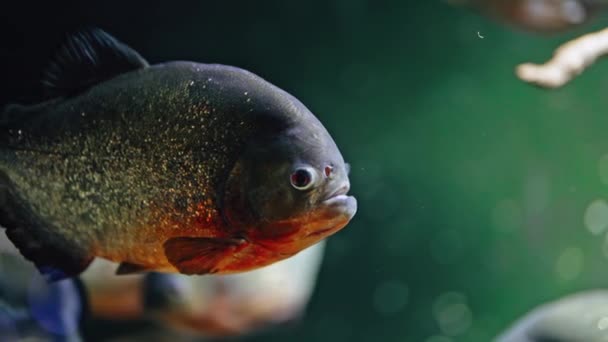 南アメリカのジャングルの川の水の中で捕食空腹の淡水赤腹ピラニア魚水泳 ピラニアの群れを間近で見ることができます 高品質4K映像 — ストック動画