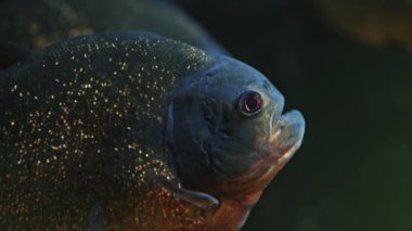Yırtıcı aç tatlı su kırmızı karınlı piranha balığı okyanus akvaryumunda yüzüyor. Piranhalar sürüsünün yakın görüntüsü. Yüksek kalite 4k görüntü