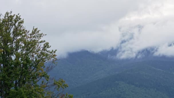 Las Montañas Yablunytsya Pasan Bajo Bruma Espesa Misty Temprano Mañana — Vídeo de stock