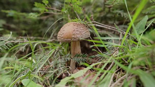 在森林里 只有一只头戴灰色帽子的有毒致幻剂黑豹飞来飞去 野生毒菇在自然明亮的秋天背景上 收获真菌的概念 毒菌毒菌 是的高4K镜头 — 图库视频影像