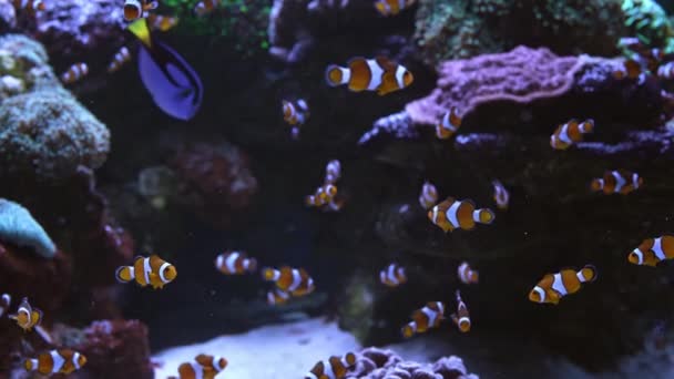 Tropikalny Nemo Clown Ryb Palety Chirurga Anemonie Kolorowym Tle Rafy — Wideo stockowe