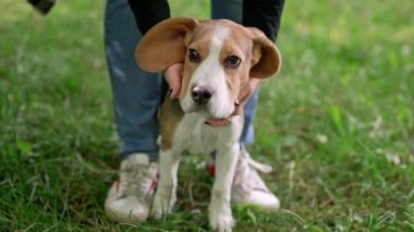 Parktaki yeşil çimlerde sahibi olan küçük bir av köpeği yavrusu. Kadın, arka planda köpeğini okşuyor. Sevimli bir hayvan, ailenin yeni üyesi. Yüksek kalite 4k görüntü