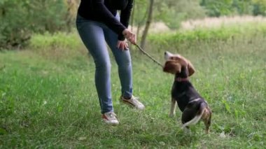 Yeşil çimlerde sopayla küçük köpek yavrusuyla oynayan bir kadın, kırsal alanda. Köpek eğitimi. Mutlu sevimli hayvan, ailenin yeni üyesi. - Evet. Yüksek kalite 4k görüntü