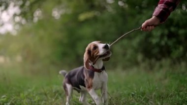 Yeşil çimlerde sopayla küçük köpek yavrusuyla oynayan bir kadın, doğa. Köpek eğitimi. Mutlu sevimli hayvan, ailenin yeni üyesi. - Evet. Yüksek kalite 4k görüntü