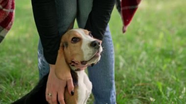Parktaki yeşil çimlerde sahibi olan küçük bir av köpeği yavrusu. Kadın, arka planda köpeğini okşuyor. Sevimli bir hayvan, ailenin yeni üyesi. Yüksek kalite 4k görüntü