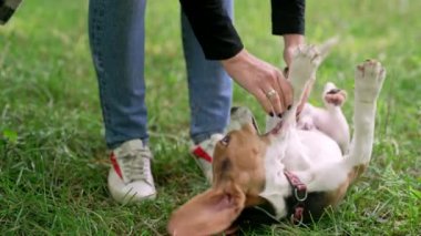 Mutlu küçük köpek yavrusu yeşil bahçede oynamayı seviyor. Doğada köpek okşayan bir kadın. Sevimli hayvan, ailenin yeni üyesi. Köpek eğitimi. Yüksek kalite 4k görüntü