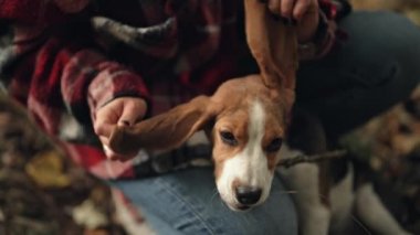 Komik küçük köpek yavrusu. Köpekle oynayan bir kadın, büyük kulaklar, sonbahar doğa arka planı. Mutlu sevimli hayvan, ailenin yeni üyesi. - Evet. Yüksek kalite 4k görüntü