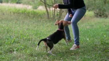 Yeşil çimlerde sopayla küçük köpek yavrusuyla oynayan bir kadın, kırsal alanda. Köpek eğitimi. Mutlu sevimli hayvan, ailenin yeni üyesi. - Evet. Yüksek kalite 4k görüntü