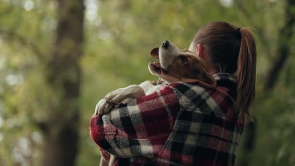 Mały Szczeniak Beagle Właścicielem Pięknym Jesiennym Polu Kobieta Przytulająca Psa — Wideo stockowe