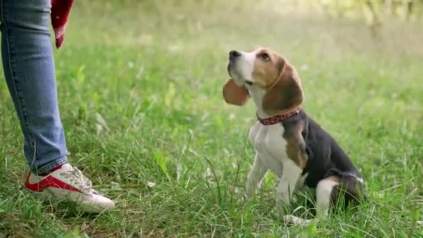 緑の芝生で揺れる面白いビーグル犬 かわいいペット 家族の新しいメンバー 高品質4K映像 — ストック動画
