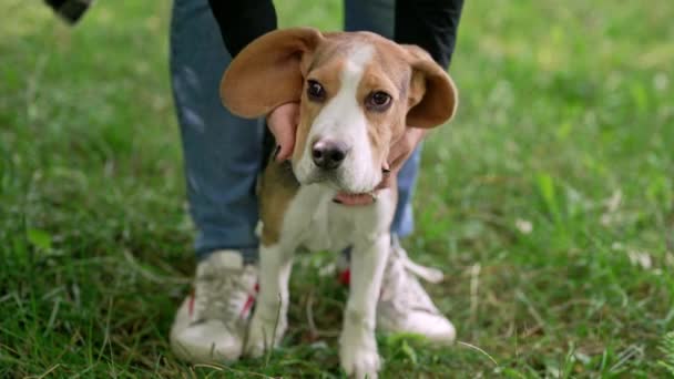 Liten Beagle Valp Med Sin Ägare Grön Gräsmatta Parken Kvinna — Stockvideo