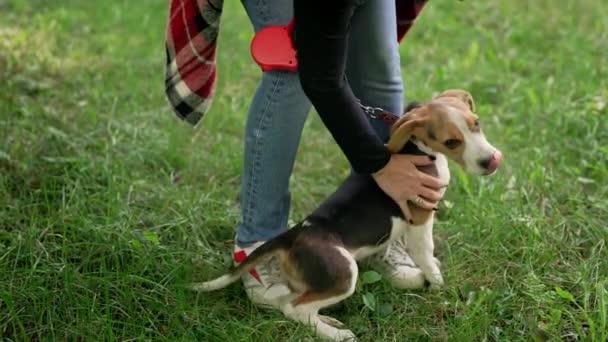 Feliz Perrito Beagle Disfruta Jugando Patio Verde Una Mujer Acariciando — Vídeos de Stock