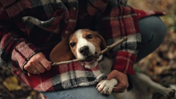 Funny Little Beagle Puppy Twig Teeth Woman Playing Dog Stroking — Stock Video