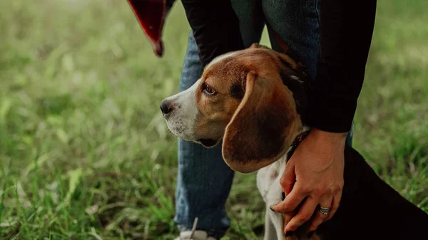 Pequeño Cachorro Beagle Con Dueño Césped Verde Parque Mujer Acariciando —  Fotos de Stock