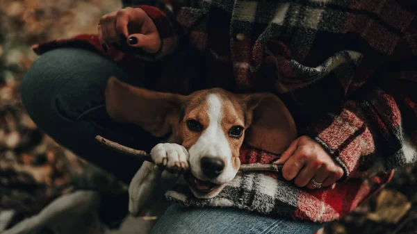 Divertido Perrito Beagle Con Ramita Los Dientes Mujer Jugando Con — Foto de Stock