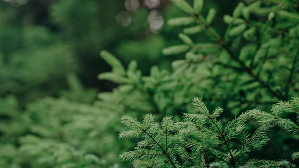 stock image Close-up view of young spruce conifer tree, trunks of woods background. Carpathian mountains. Fairy tale green forest. Wonderful calming nature background. Slider, camera moving slow. High