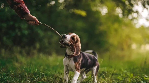 Kvinna Leker Med Liten Valp Beagle Med Pinne Grön Gräsmatta — Stockfoto