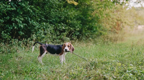 Adorable beagle dog puppy gnaws stick on green lawn. Changing baby teeth in puppies, lovely pet, new member of family. High quality photo