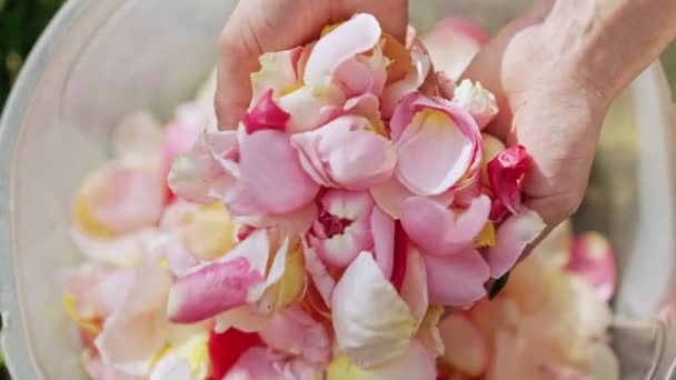 Coloridos Pétalos Rosa Cosechados Para Perfume Aceite Cultivo Industrial Producción — Vídeos de Stock