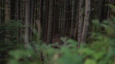 Karpatya Dağları 'ndaki koyu çam ağacının gövdesinde dramatik ağaçlar var. Pinewood 'da yürüyorum. Doğal ulusal park ya da odun, gizemli ve gizemli bir geçmişi var. Yüksek kalite 4k görüntü