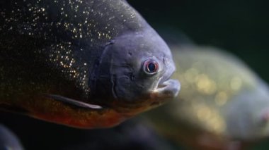 Yırtıcı aç tatlı su kırmızı karınlı piranha balığı okyanus akvaryumunda yüzüyor. Piranhalar sürüsünün yakın görüntüsü. Yüksek kalite 4k görüntü