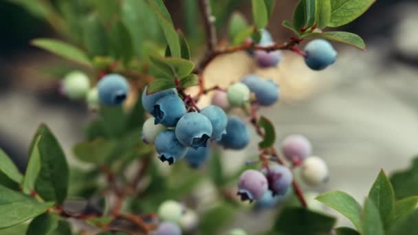 豊富な収穫ブルーベリーブッシュ 新鮮な熟した有機ブルーベリー 夏の日に成長する素晴らしいビリー植物 ダイエット 抗酸化 健康的なビーガンフード バイオ 有機栄養健康食品 4K映像 — ストック動画