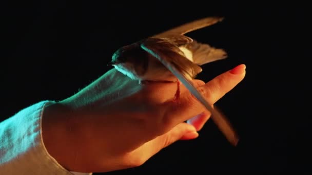 Ahır Kırlangıcı Hiriundo Rustica Kadınların Elinde Evcil Kuş Yavrusu Kanatlarını — Stok video