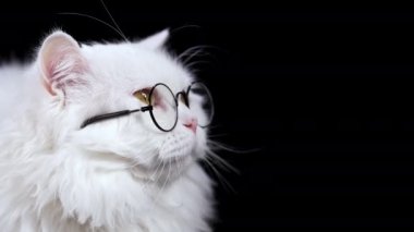 Siyah arka planda oturan gözlüklü tüylü beyaz kedi. İskoçya İskoç viskisi. Çok komik. Yüksek kalite 4k görüntü