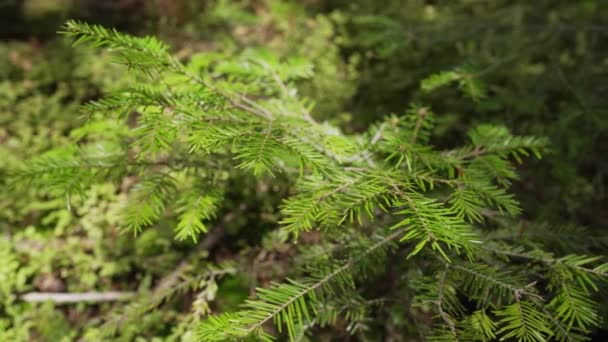 俯瞰幼小的云杉针叶树 树干的森林背景 喀尔巴阡山童话绿色森林 令人心旷神怡滑翔机 相机移动缓慢 4K镜头 — 图库视频影像