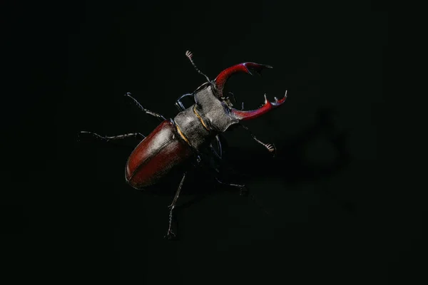 Beautiful insect listed in Red List, largest rare male stag in europe - Lucanus cervus. Horned beetle deer on black surface. Wildlife. Close up. High quality photo