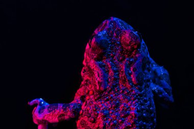 İnanılmaz kurbağa, makro fotoğraf üst görünümü. Pembe neon renkli ışığın altında güzel bir kara kurbağası yakın çekim gecesi. Natterjack nefes alıyor ve kameraya bakıyor. Karanlık arka plan. Yüksek kalite fotoğraf