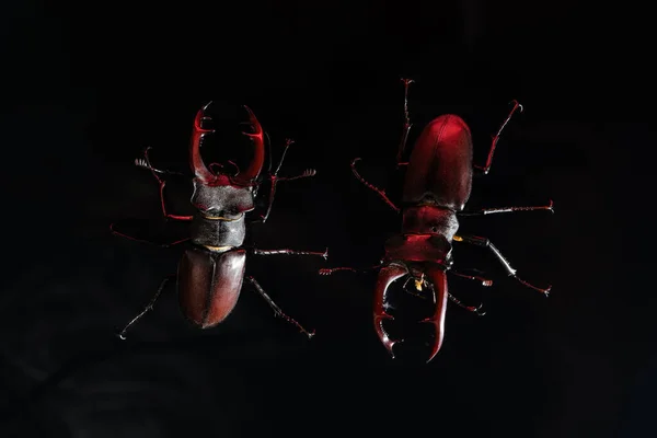 Mooie Insecten Vermeld Rode Lijst Grootste Zeldzame Mannelijke Stags Europa — Stockfoto
