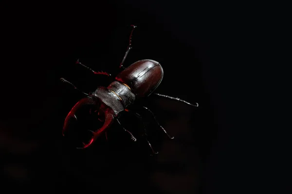 Beautiful insect listed in Red List, largest rare male stag in europe - Lucanus cervus. Horned beetle deer on black surface. Wildlife. Close up. High quality photo