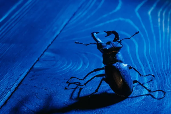 Beautiful insect listed in Red List, largest rare male stag in europe - Lucanus cervus. Horned beetle deer on blue wooden table. Wildlife. Close up. High quality photo