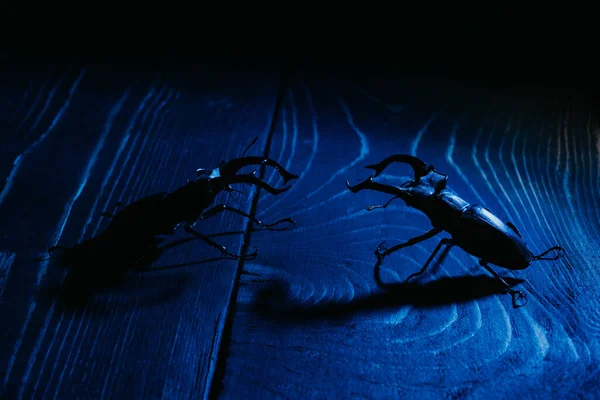 Beautiful insects listed in Red List, largest rare male stags in europe - Lucanus cervus. Horned beetles deers on blue wooden surface. Wildlife. Close up. High quality photo