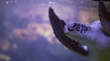Chelonia mydas 'a yakın çekim. Su altında yeşil deniz kaplumbağası. Güzel egzotik tropikal hayvan. Yüksek kalite 4k görüntü