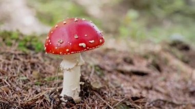 Tek zehirli ve halüsinojen sineklik, ormanda parlak kırmızı başlıklı bir sinektir. Doğal parlak sonbahar arka planında vahşi zehirli mantar. Mantar hasadı. Mantar mantarı. Yüksek kalite 4k