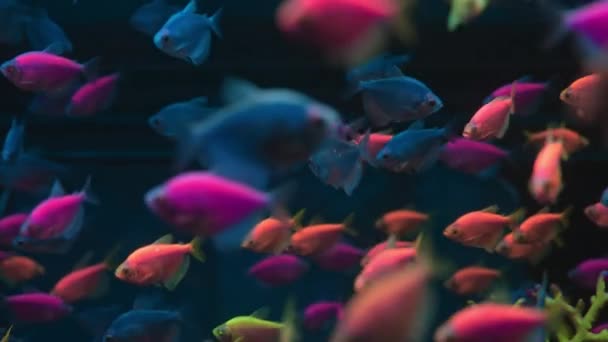 Tropisch Gekleurde Bolle Vis Gymnocorymbus Ternetzi Vissen Zwemmen Aquarium Zicht — Stockvideo