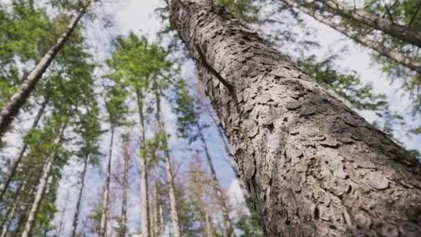 カルパチア山脈の森の幹 針葉樹の木を発芽させます おとぎ話の緑の森 素晴らしい落ち着いた自然背景 高品質4K映像 — ストック動画