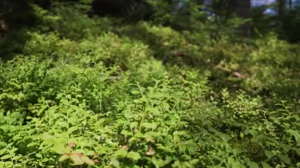 Σπέρματα Θάμνοι Και Άλλες Καλλιέργειες Φυτά Στα Καρπάθια Βουνά Παραμύθι — Αρχείο Βίντεο