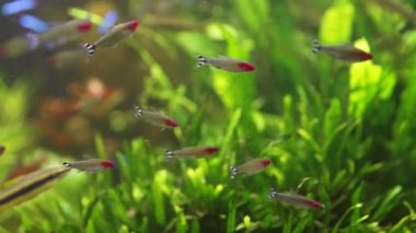 Hemigrammus Characidae familyasından bir tatlı su balığı cinsidir. Akvaryumda yüzmek. Renkli doğa rahatlatıcı bir arka plan. Yüksek kalite 4k görüntü