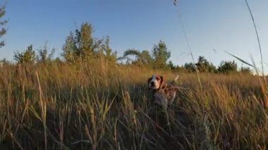 Kameraya koşan mutlu av köpeği yavrusu. Aktif köpek doğa arka planında yürüyüş yaparak iyi vakit geçiriyor. Şirin köpekçik. Av cinsi. Yüksek kalite 4k görüntü